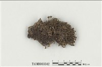 藏品(短葉苔屬)的圖片